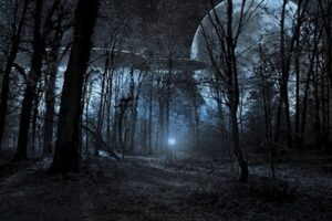 霧の立ちこめる夜の森