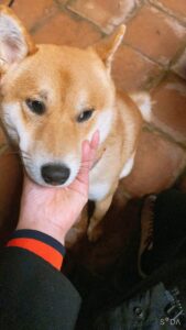 なでられている柴犬