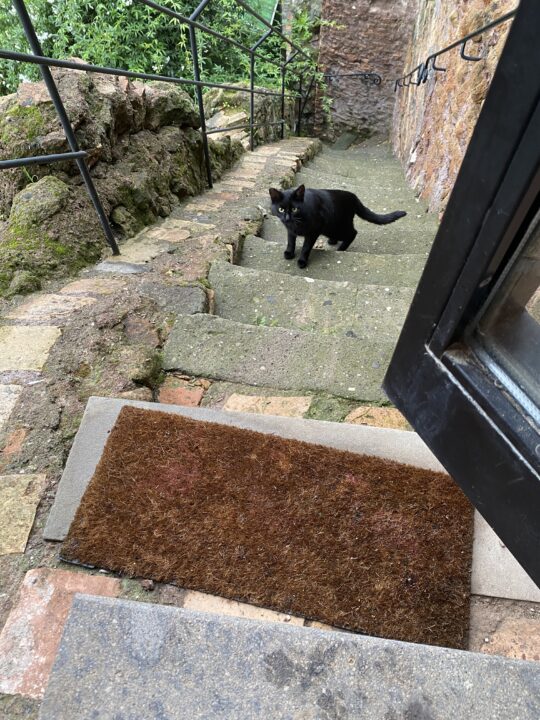 石段の上を歩く黒猫