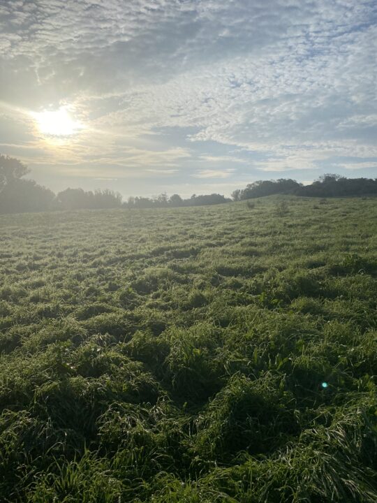 朝もやのかかる草原と日の出